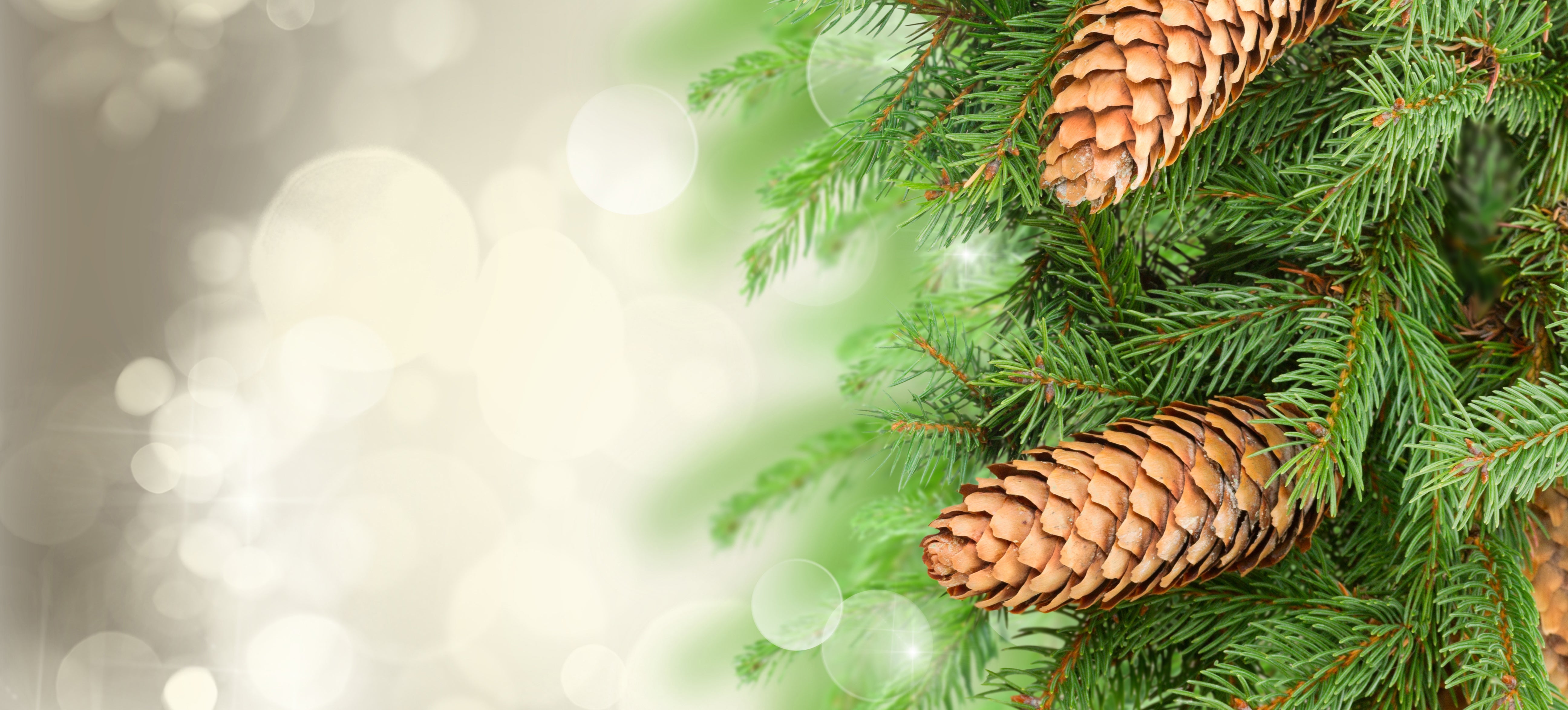All Christmas Greenery