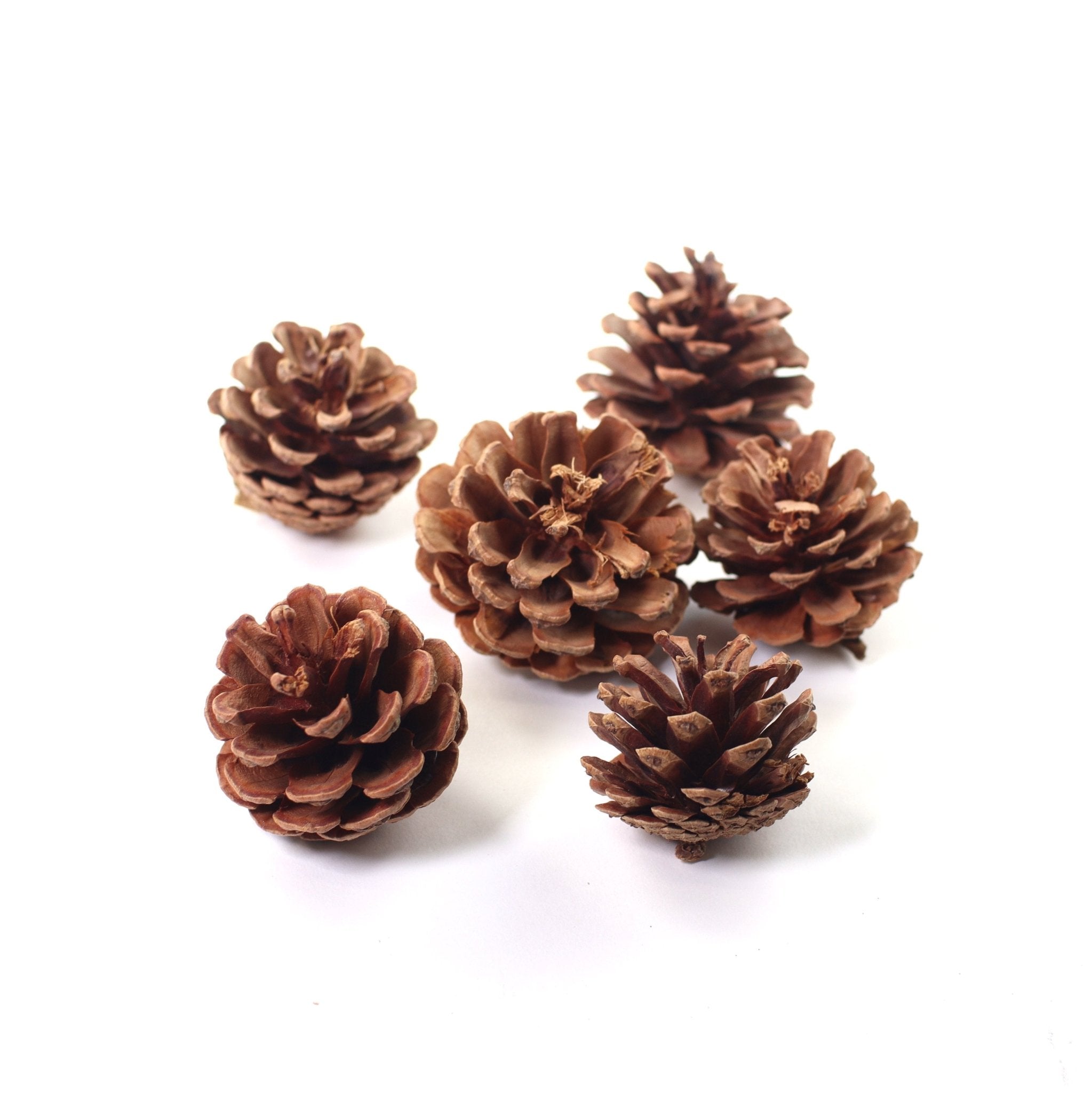 Natural Pine cones L 6pcs - MODA FLORA Santa's Workshop